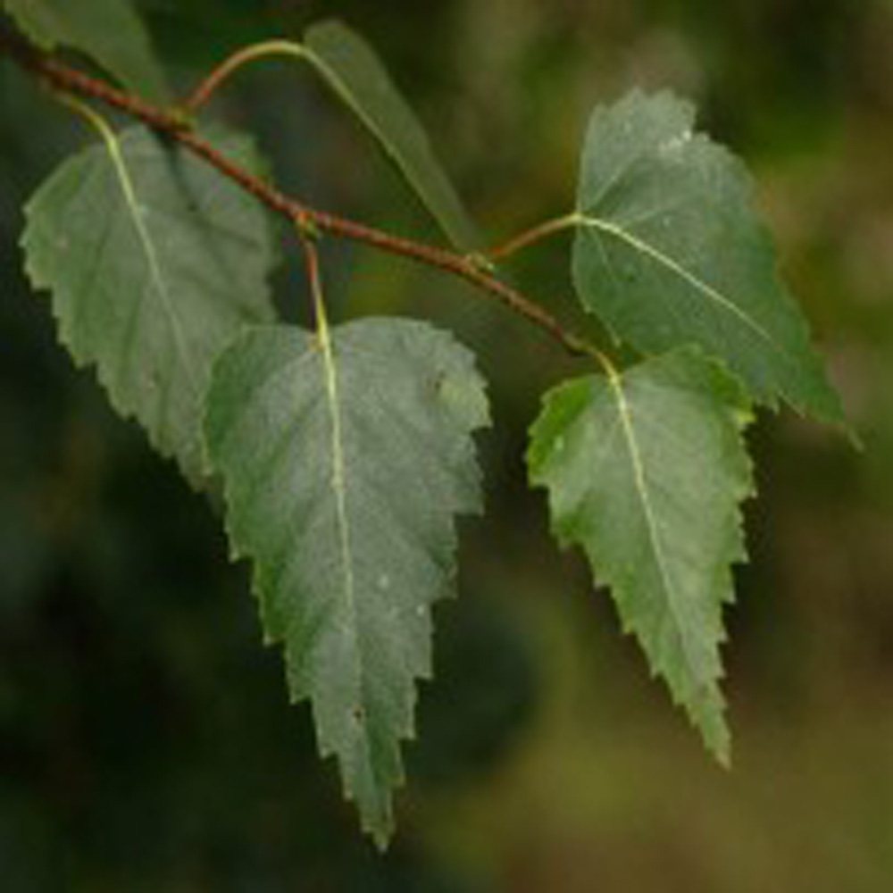 Betula pendula 'Shaft' - Silver Birch 2-2.25m tall