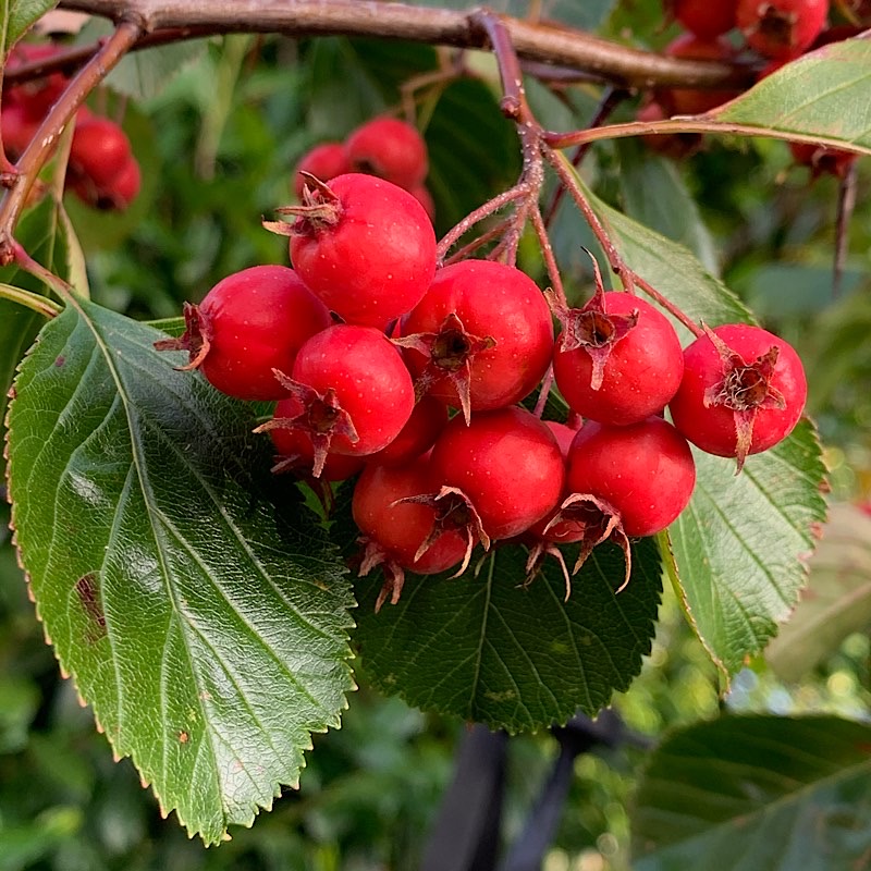 Crataegus prunifolia – Broad-leaved Cockspur Thorn tree 2-2.5m tall