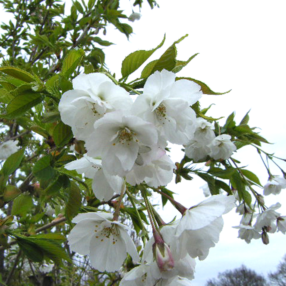 Prunus ‘Shirotae’ – Mount Fuji 10-12cm girth