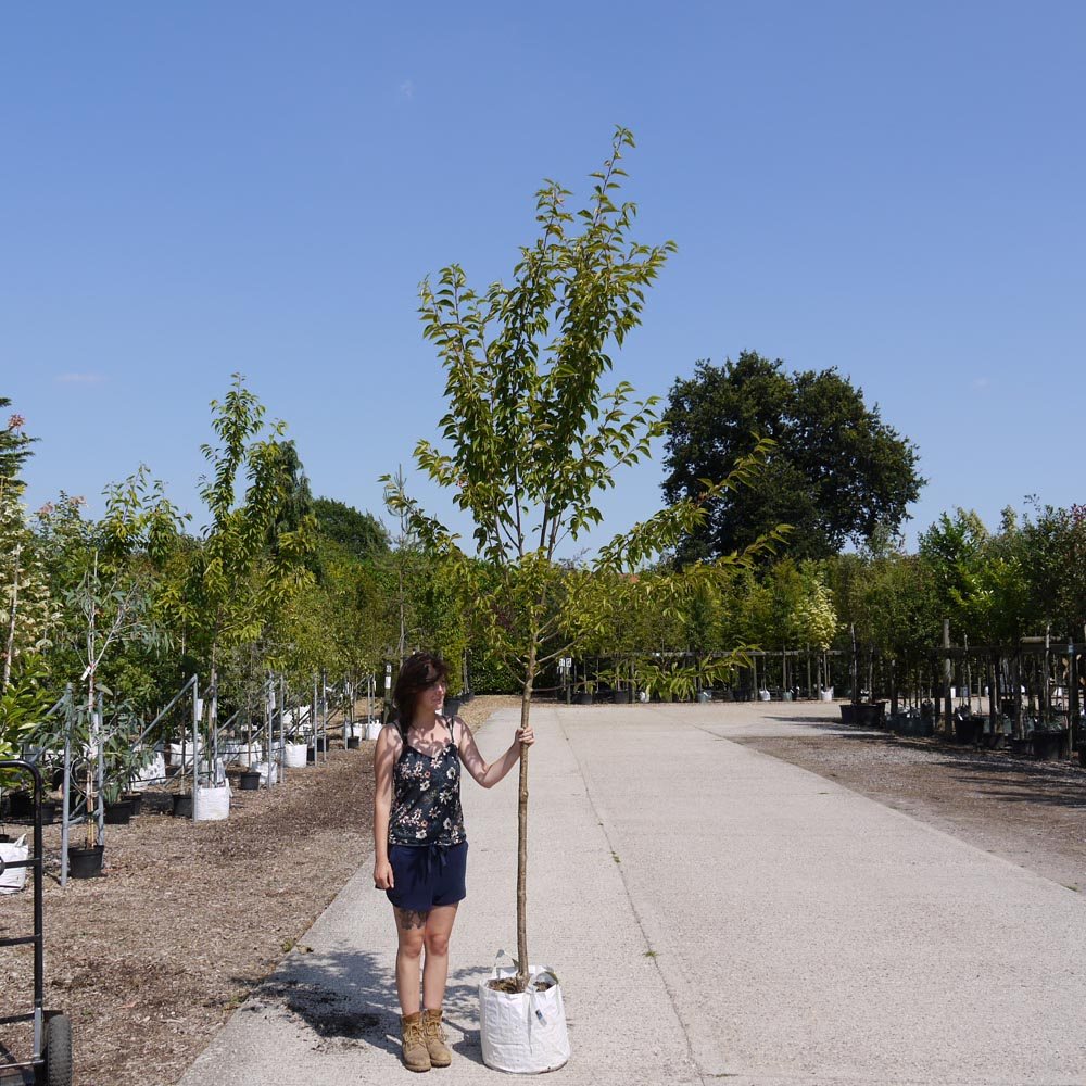 Prunus ‘Umineko’ (Snow Goose) – White Ornamental Cherry 1.75-2m tall