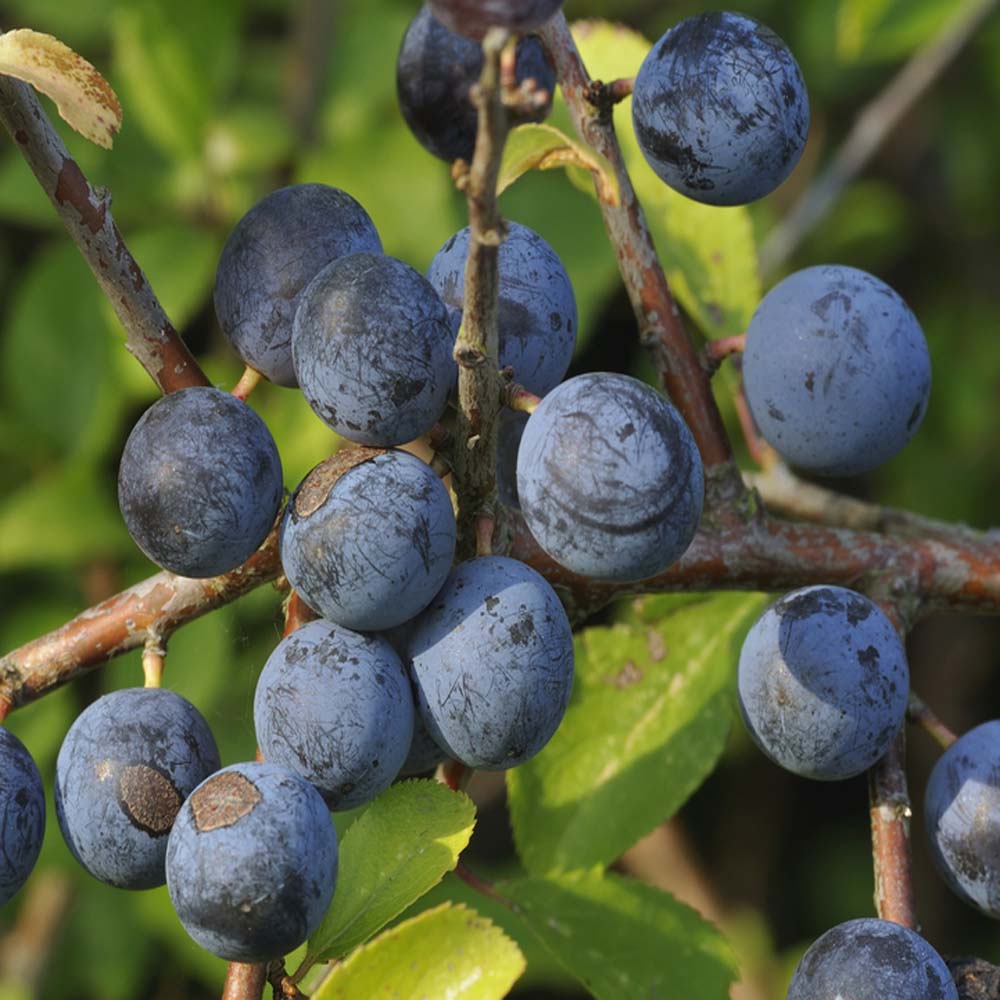 Blackthorn - Prunus spinosa (Bare Root Plants) 20-40cm