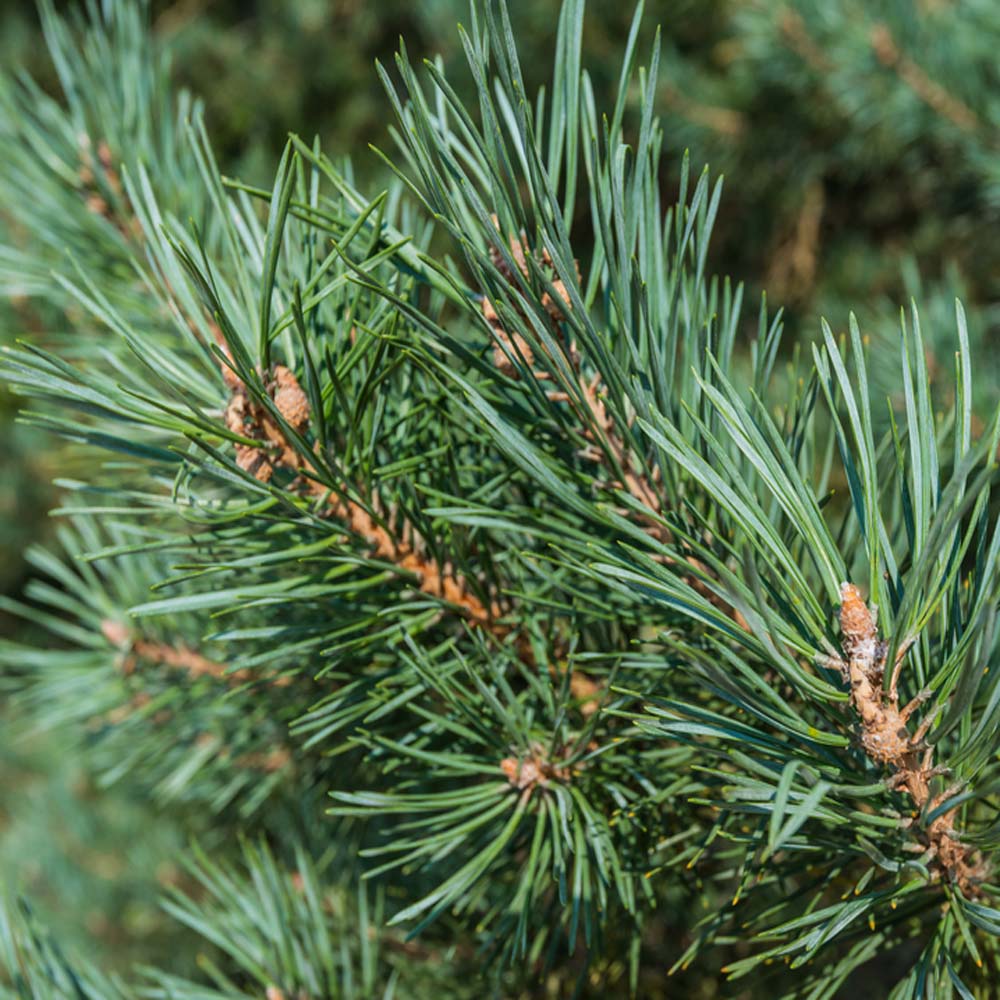 Austrian pine – Pinus nigra (Bare Root Plants) 20-40cm