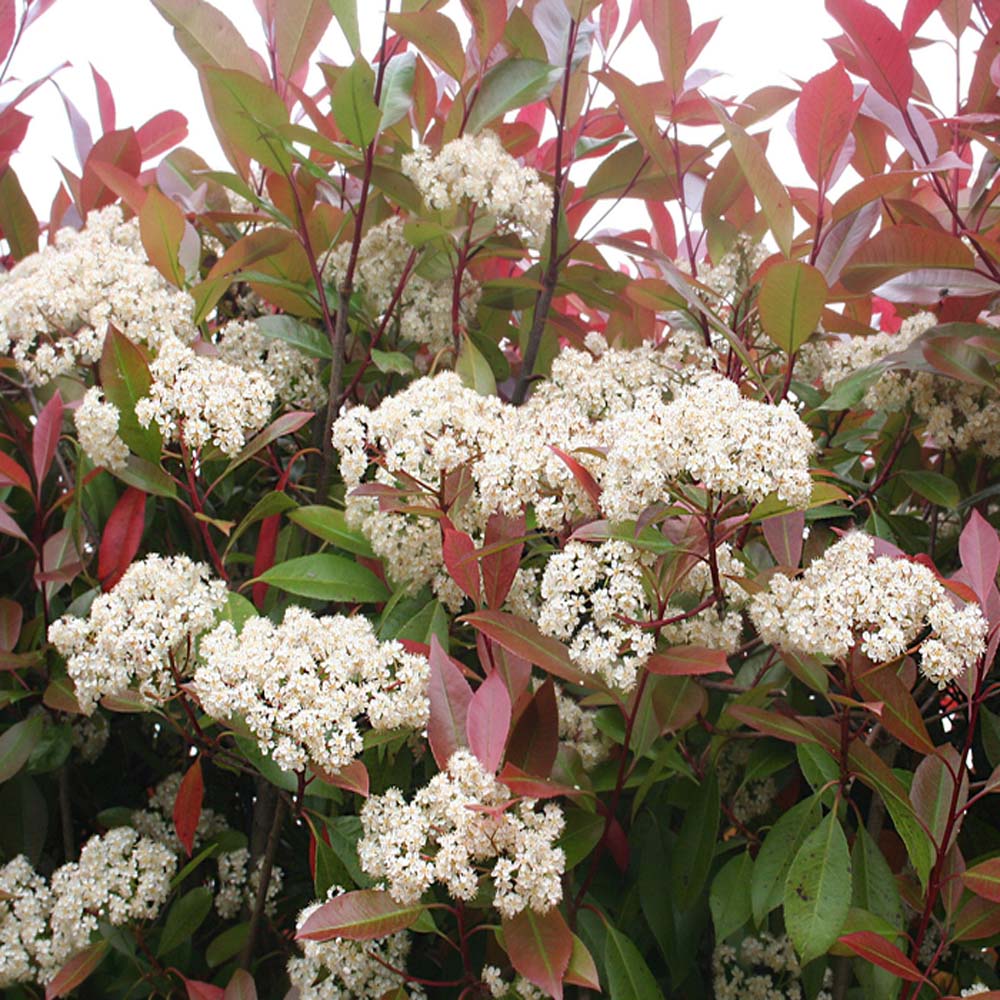 Buy Screening Trees For Raised Beds Photinia Red Robin