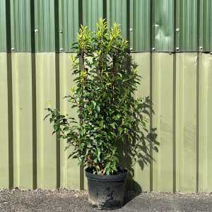 Prunus lusitanica 1m+ tall