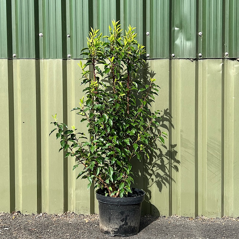 Prunus lusitanica – Portuguese laurel 1m+ tall