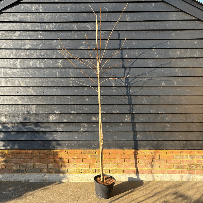 Prunus ‘Tai-haku’ – Great White Cherry 6-8cm girth