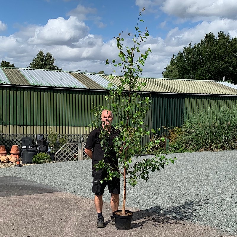 Betula pendula ‘Shaft’ – Silver Birch 2.5-2.75m tall