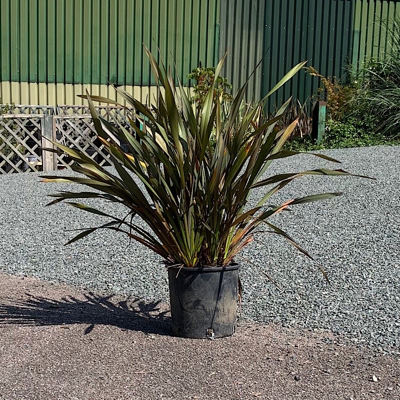 Phormium tenax ‘Purpureum’ – New Zealand flax 10 Litre