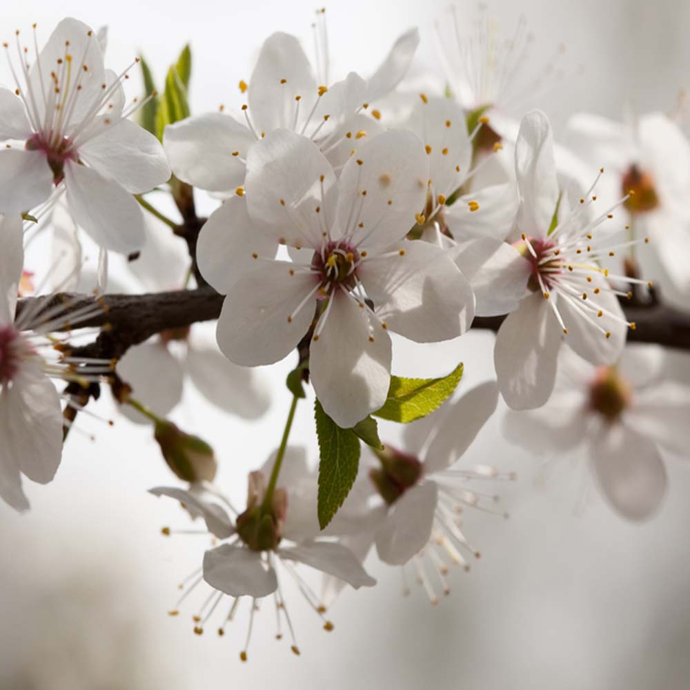 Prunus avium – Wild Cherry tree 8/10cm girth