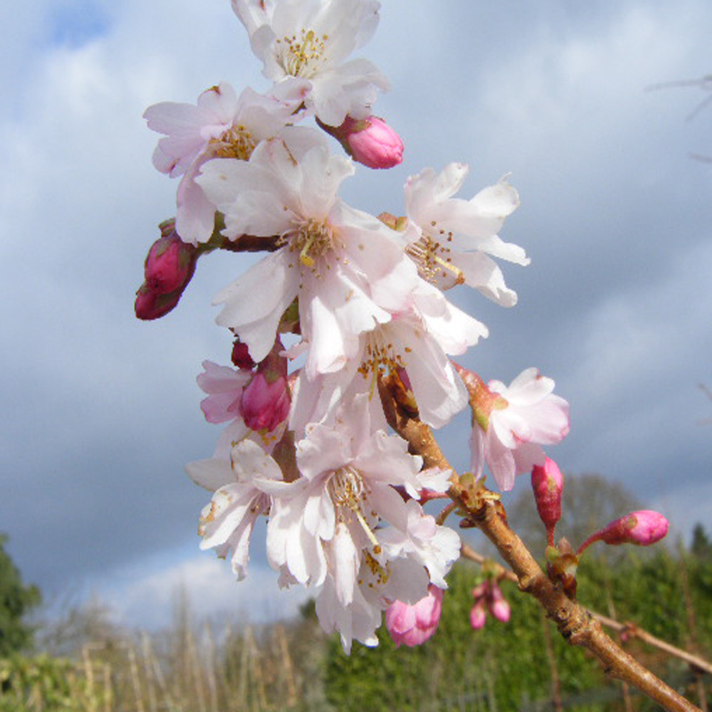 Prunus subhirtella Autumnalis –  Winter Flowering Cherry tree 2-2.5m