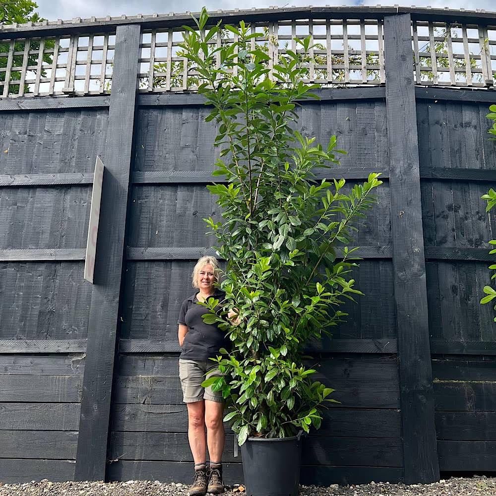 Prunus laurocerasus – Cherry laurel (Hedging Plants) 2-2.5m tall