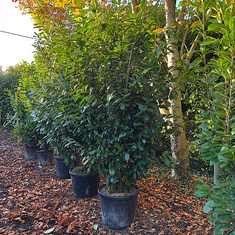 Prunus Laurocerasus for Hedging-Laurel  2-2.5m tall