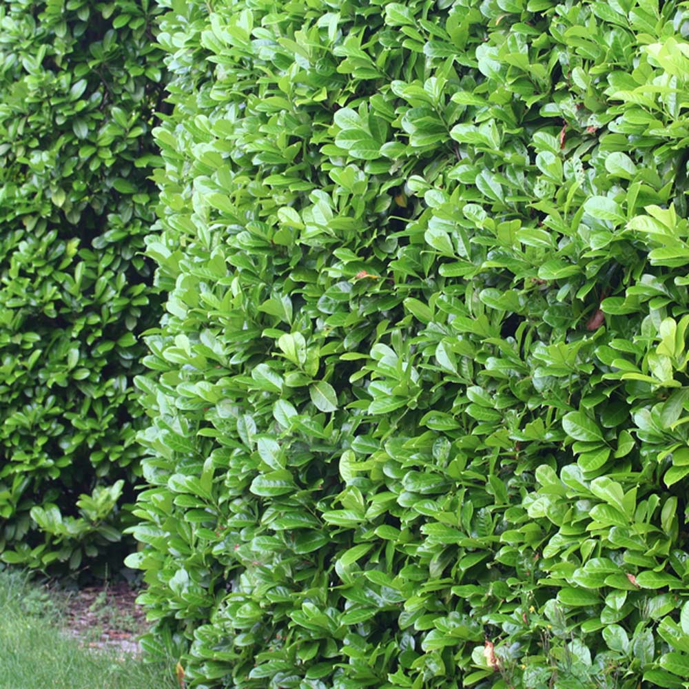 buy prunus laurocerasus - cherry laurel (hedging plants) 2-2.5m