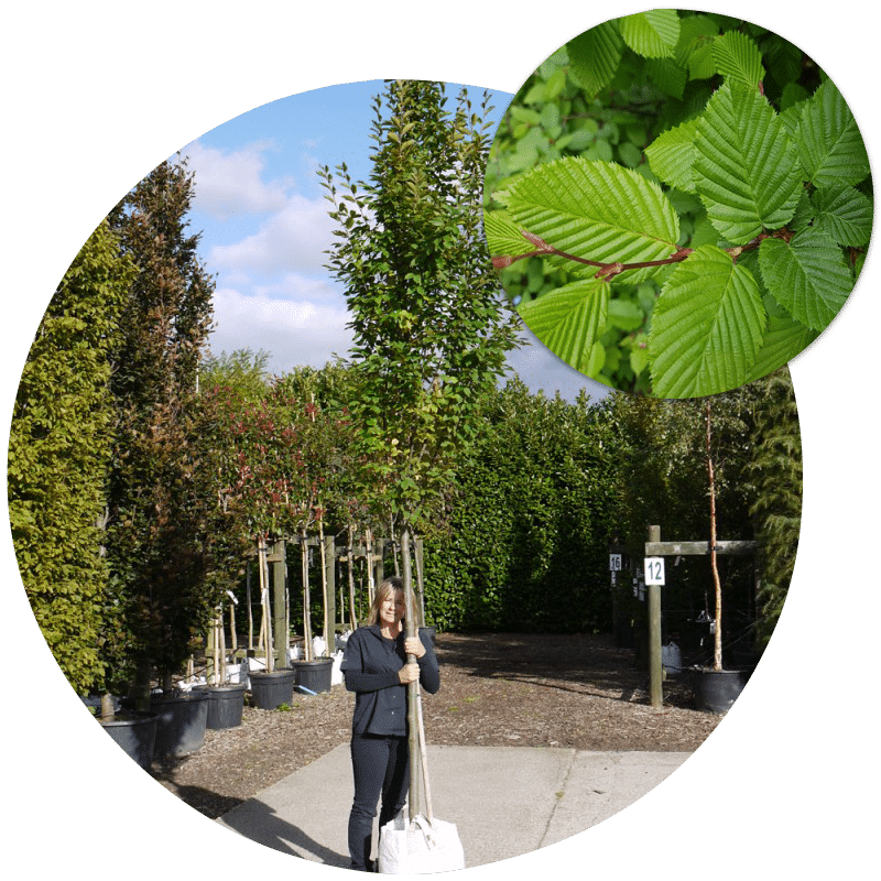 Buy Hornbeam Trees Online Or Direct From Our Tree Nursery. Carpinus