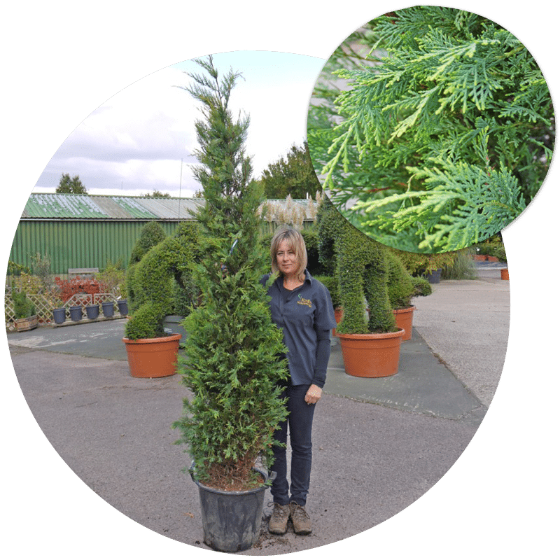leylandii-trees-available-to-buy-online-and-from-our-tree-nursery