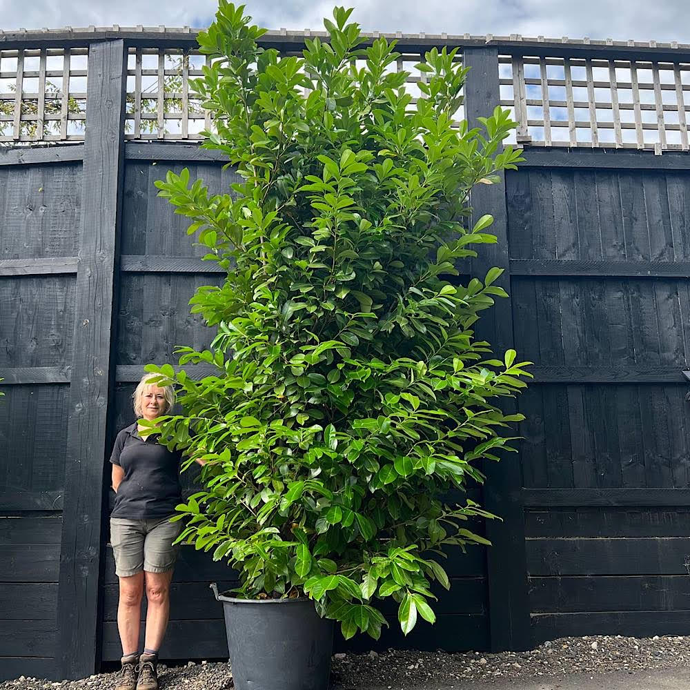 Prunus laurocerasus – Cherry laurel 2.75-3m tall (Instant Hedging Plants)