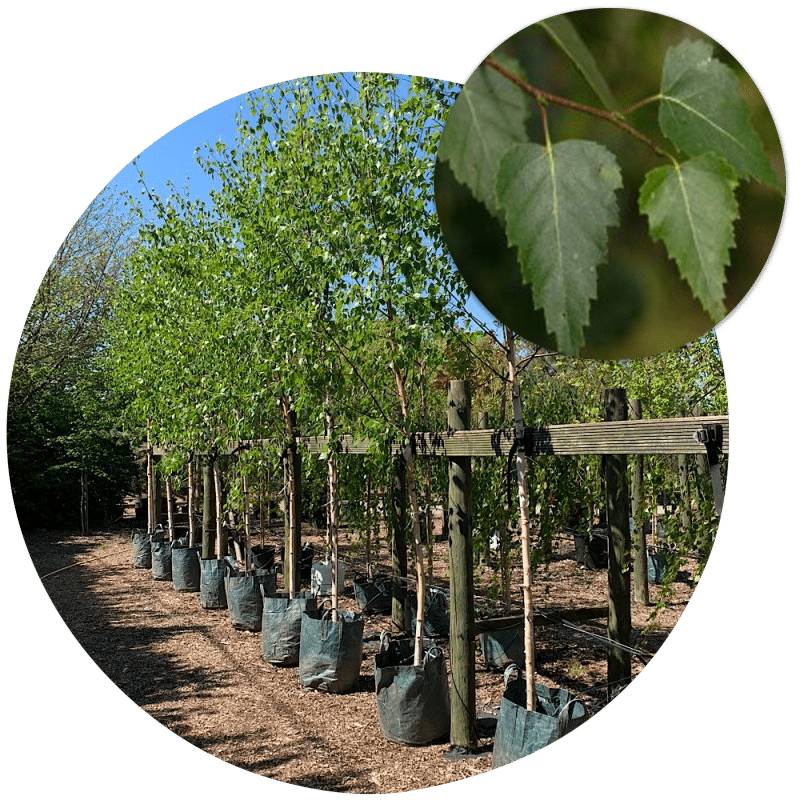 Buy Birch Trees Online Buy Betula trees King and Co