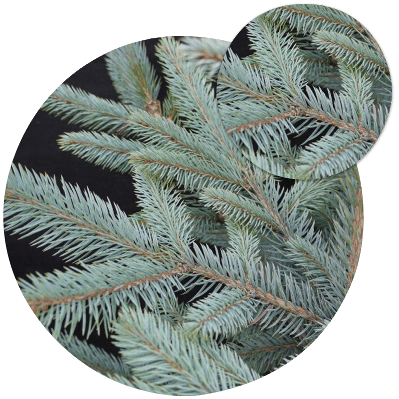 Buy Blue Spruce Trees Buy Picea Trees Online King and Co the Tree Nursery