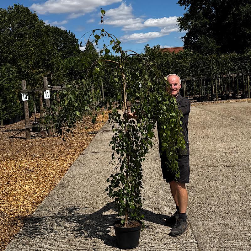Betula pendula ‘Youngii’ – Weeping birch tree 6-8cm girth