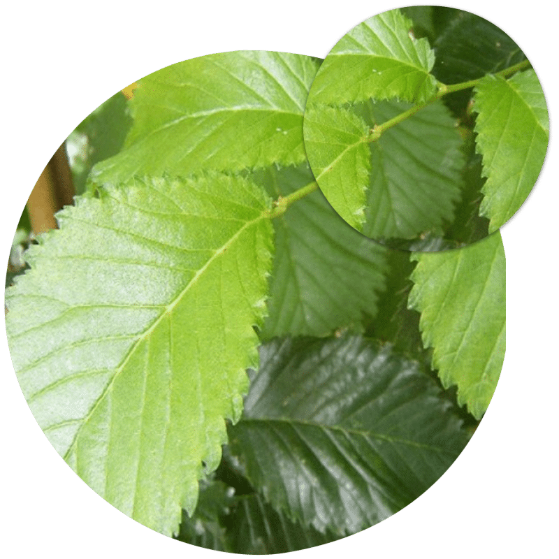 Buy English Elm Trees Online and From Our tree Nursery In Essex. Elm