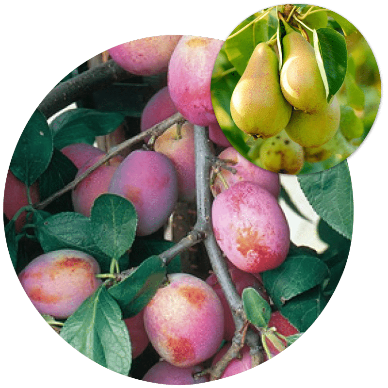 Buy Fruit Trees Online Bare Root Fruit Trees Fast Delivery