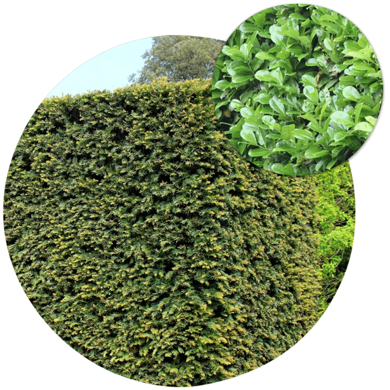 Buy Evergreen Hedge Plants Fast Growing Hedging King and Co the