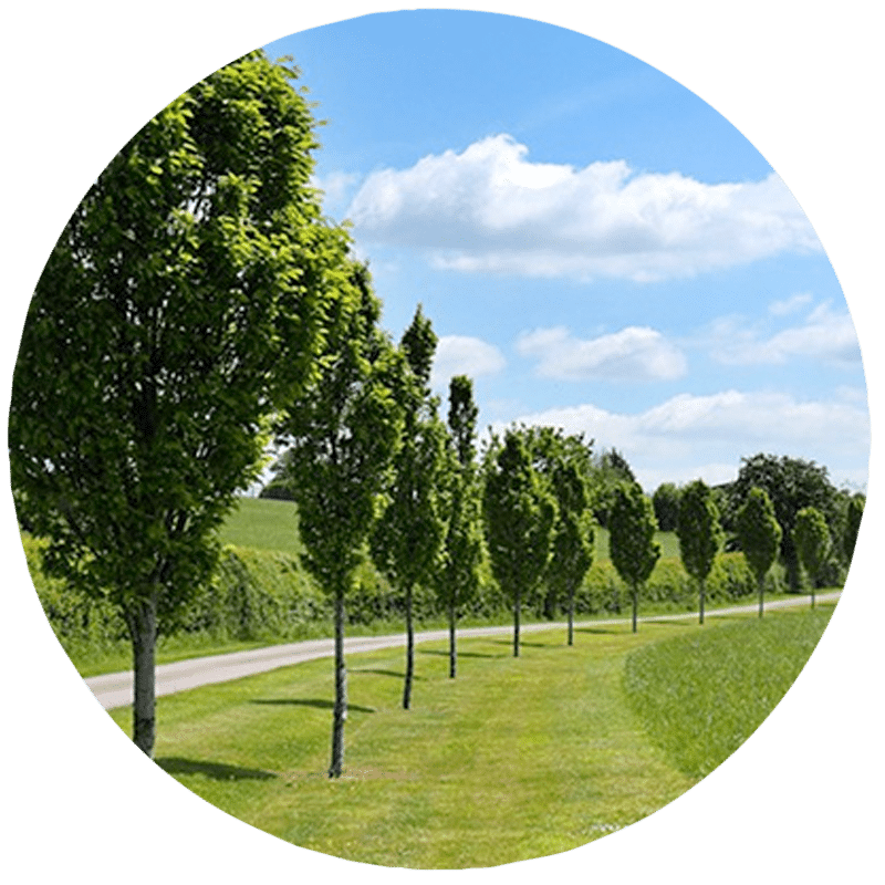 Buy Trees Online. Garden Trees, Evergreen Trees, Specimen Shrubs