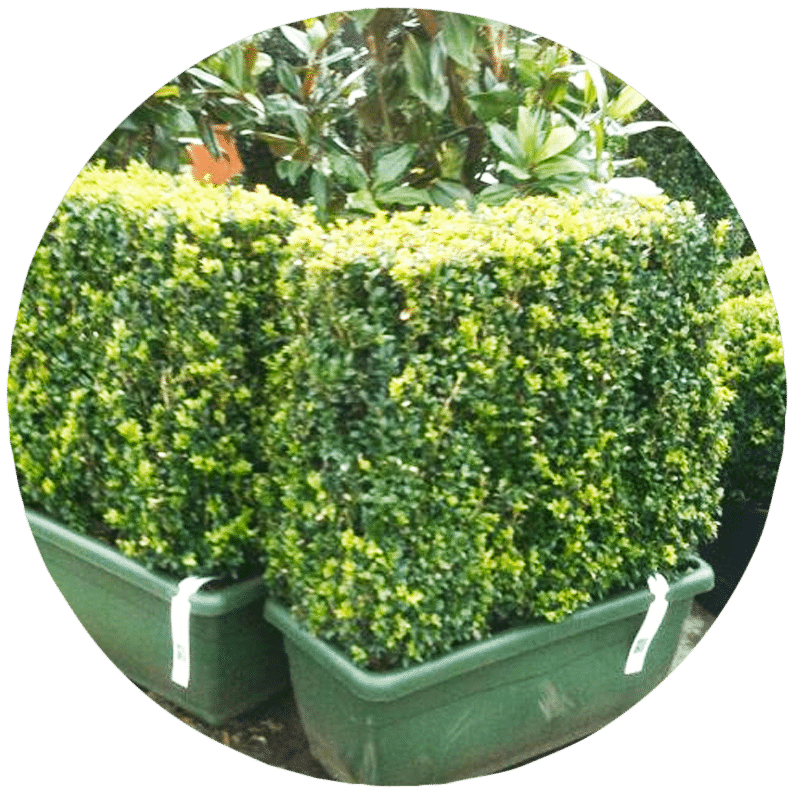Buy Hedging Plants Online Hedging Plants For Sale UK Tree Nursery