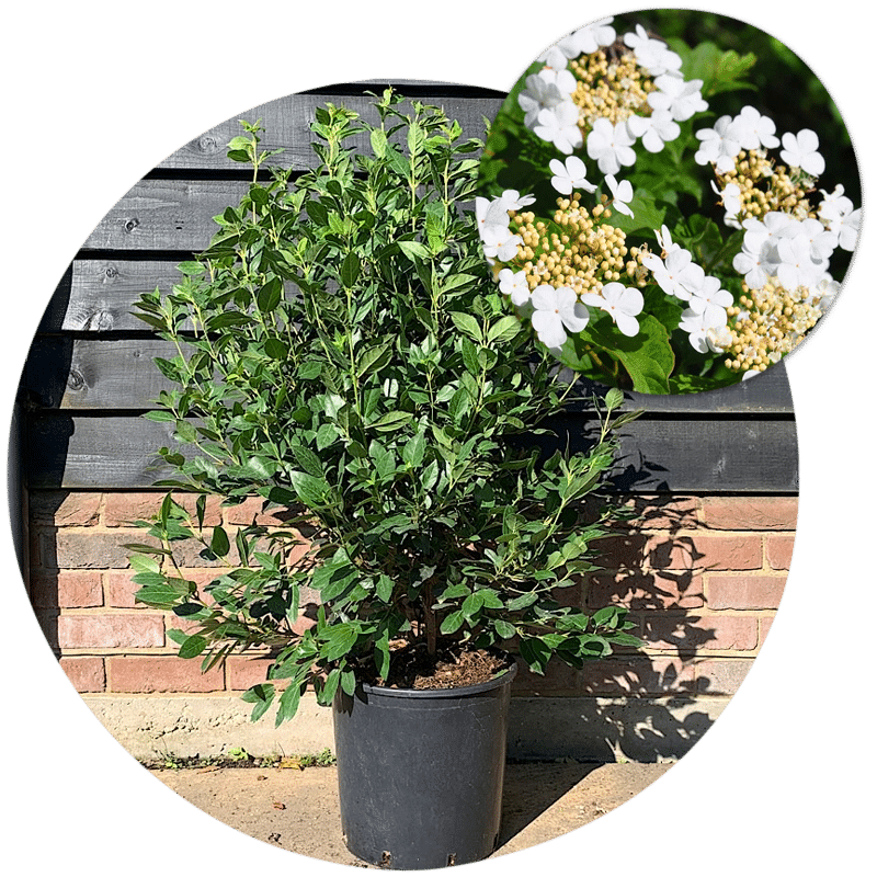 Buy Viburnum Hedging Plants Laurustinus Eve Price Hedges For Sale