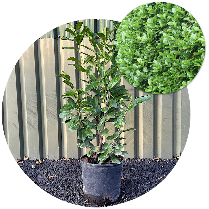 Buy Laurel Hedging Plants Fast Growing Evergreen Hedges King and Co