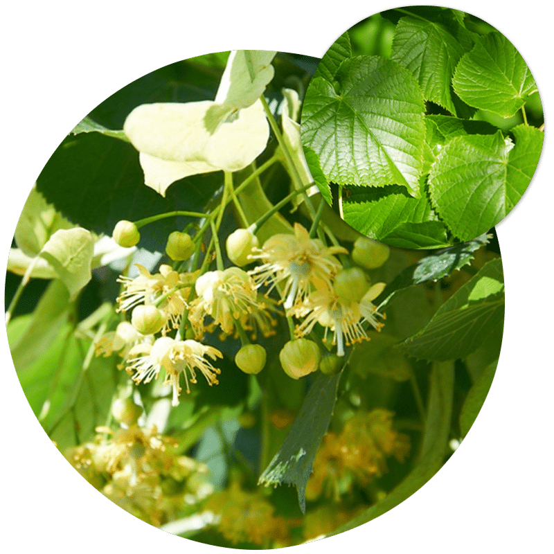 Buy Lime Trees (Tilia) available from our nursery or buy online