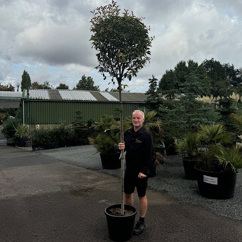 Ligustrum lucidum ‘Excelsum Superbum’ – Chinese privet tree 8-10cm girth