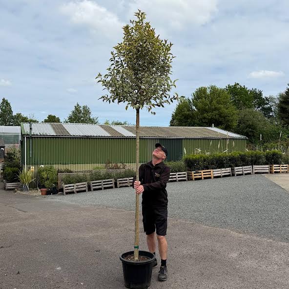 Ligustrum lucidum ‘Excelsum Superbum’ – Chinese privet tree 8-10cm girth