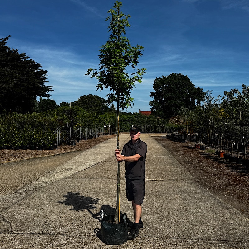 Liquidambar styraciflua Worplesdon – Sweet gum tree 10-12cm girth