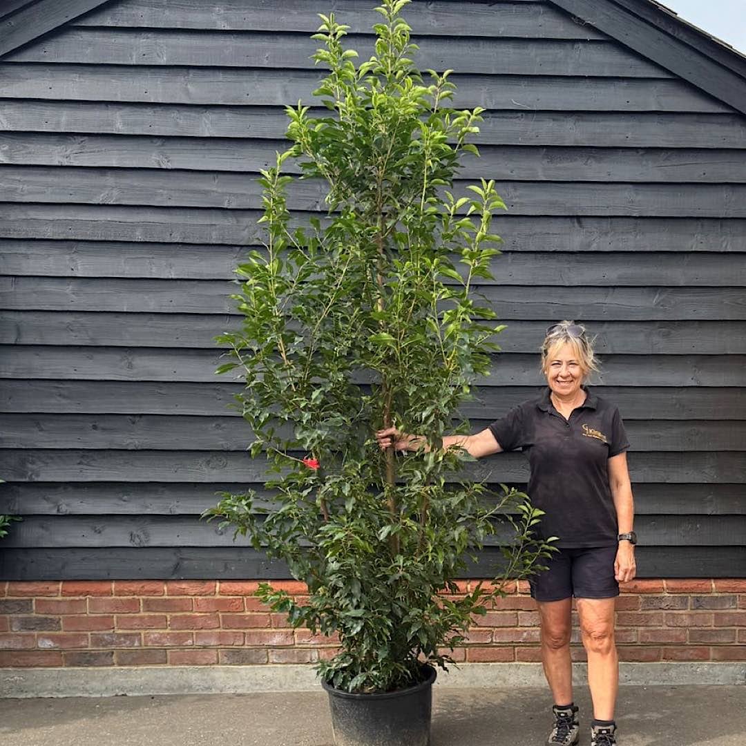Prunus lusitanica – Portuguese laurel 2-2.25m tall
