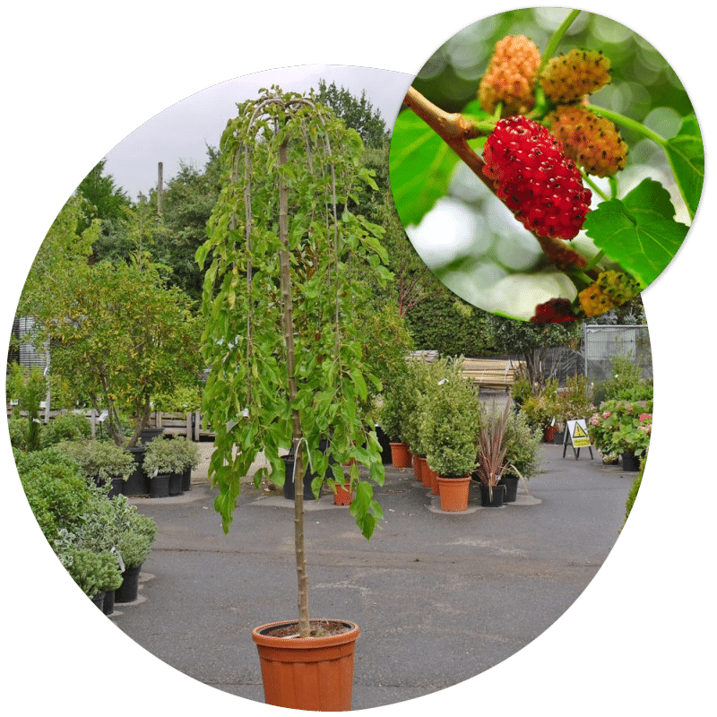 Buy Mulberry Trees Online or for sale direct from our tree nursery
