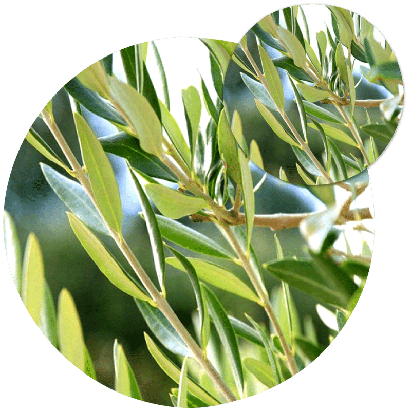 Olive Trees For Sale From King & Co Buy Olive Trees Online Or From