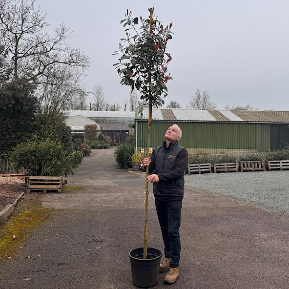 Photinia x fraseri ‘Red Robin’ – Standard Tree 6-8cm girth
