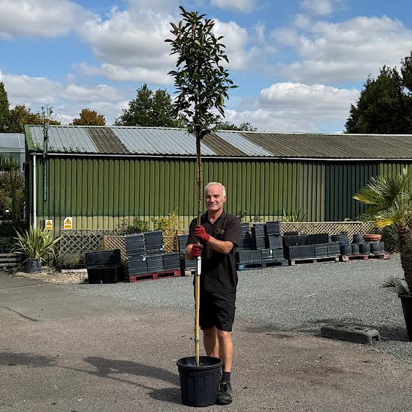 Photinia x fraseri ‘Red Robin’ – Screening Tree