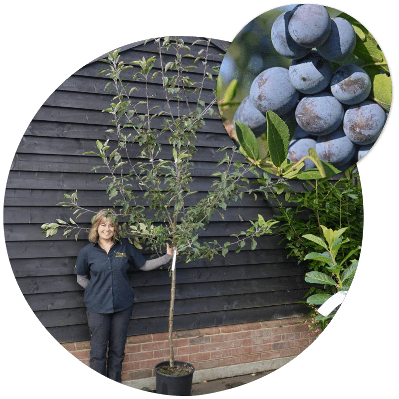 Buy Plum Trees, for sale online or from our tree nursery