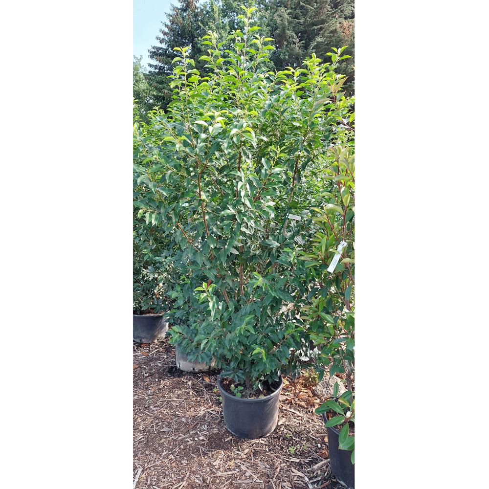 Prunus lusitanica – Portuguese laurel 2-2.25m tall