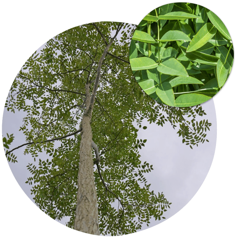 Sophora japonica (Japanese Pagoda Tree)