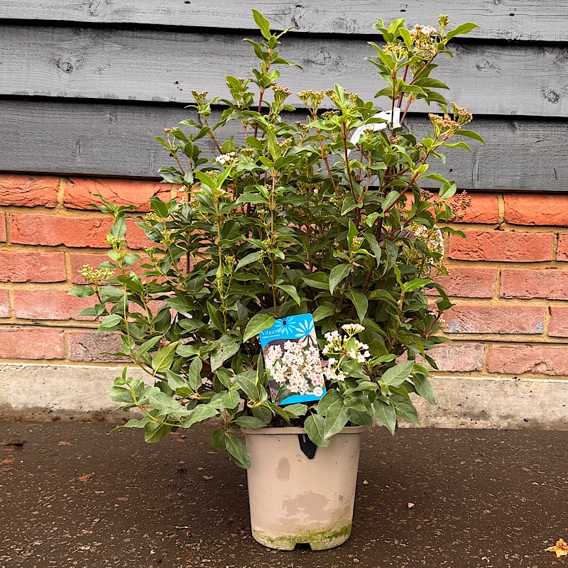 Viburnum tinus ‘Eve Price’ 4.5 Litre