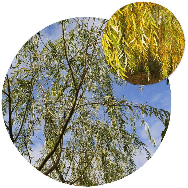 Buy willow trees, Salix, online. Willow trees for sale from our tree nursery.