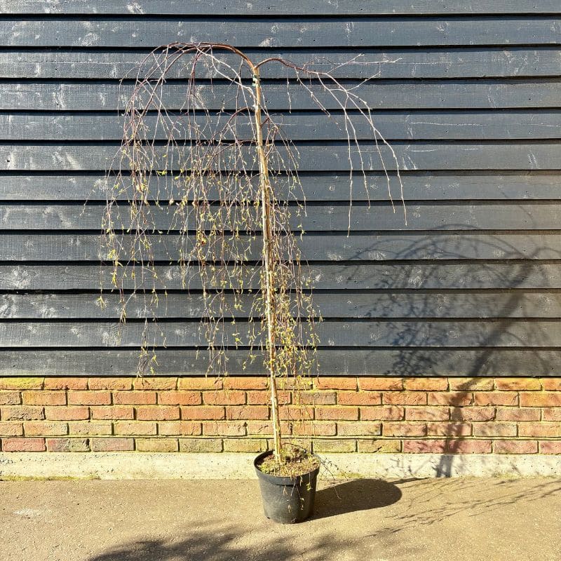 Betula pendula ‘Youngii’ – Weeping birch tree 1.75-2m tall