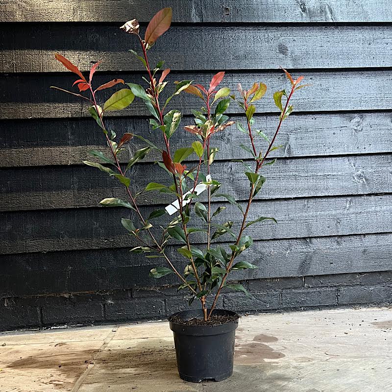 Photinia x fraseri ‘Carre Rouge’ – Hedging Plants 3 Litre