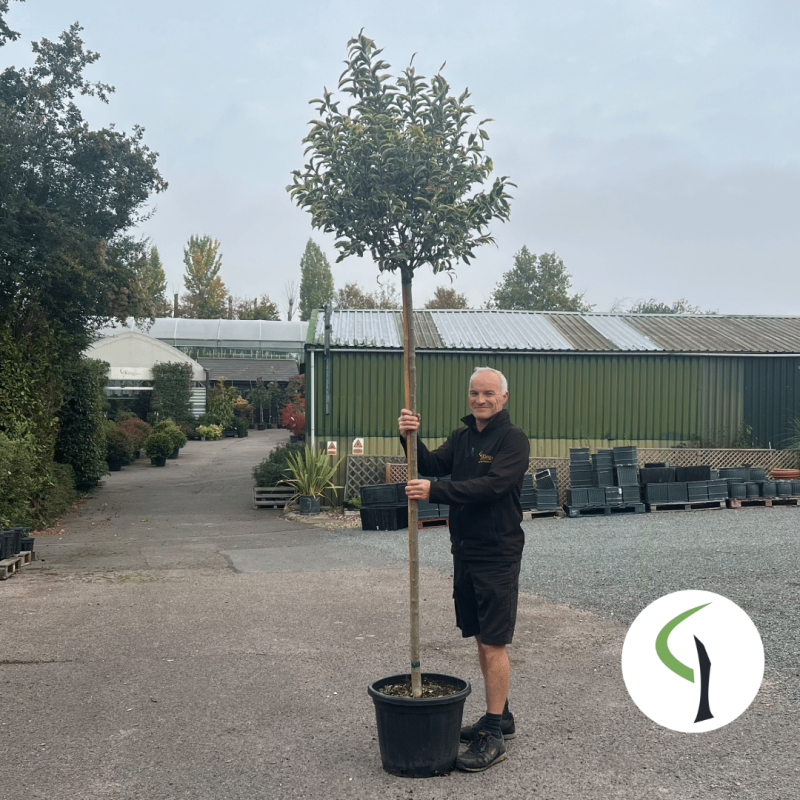 Ligustrum lucidum ‘Excelsum Superbum’ – Chinese privet tree 8-10cm girth