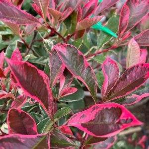 Photinia x fraseri 'Pink Marble'