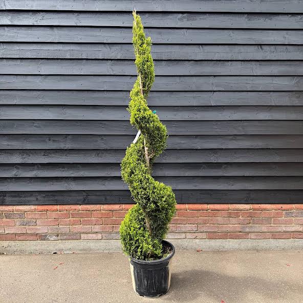 Cupressocyparis leylandii ‘Castewellan gold’ Spiral 1.6-1.8m tall
