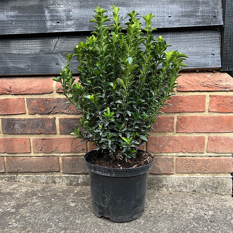 Euonymus japonicus ‘Green Spire’ – Spindle tree 2 Litre